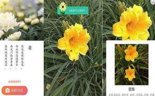 識(shí)花君小程序,人工智能識(shí)別花草_工具小程序測(cè)評(píng)