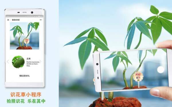 識(shí)花草小程序,拍照識(shí)花_工具小程序測(cè)評(píng)